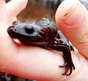 salamander