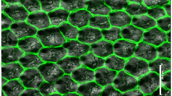 The organization of Drosophila wing epithelial cells after wing inflation. Iyengar, Balaji (2012). figshare. License <a