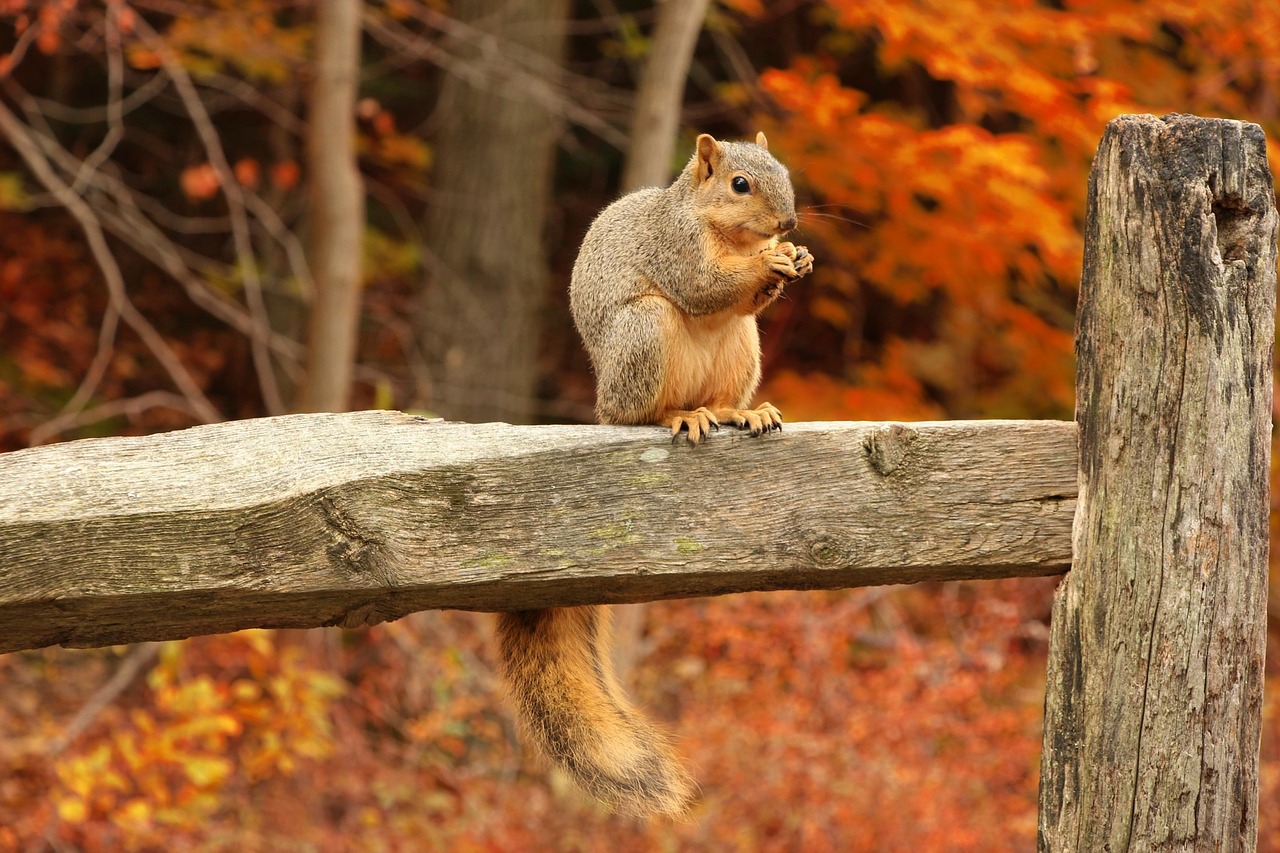 squirrel-316426_1280