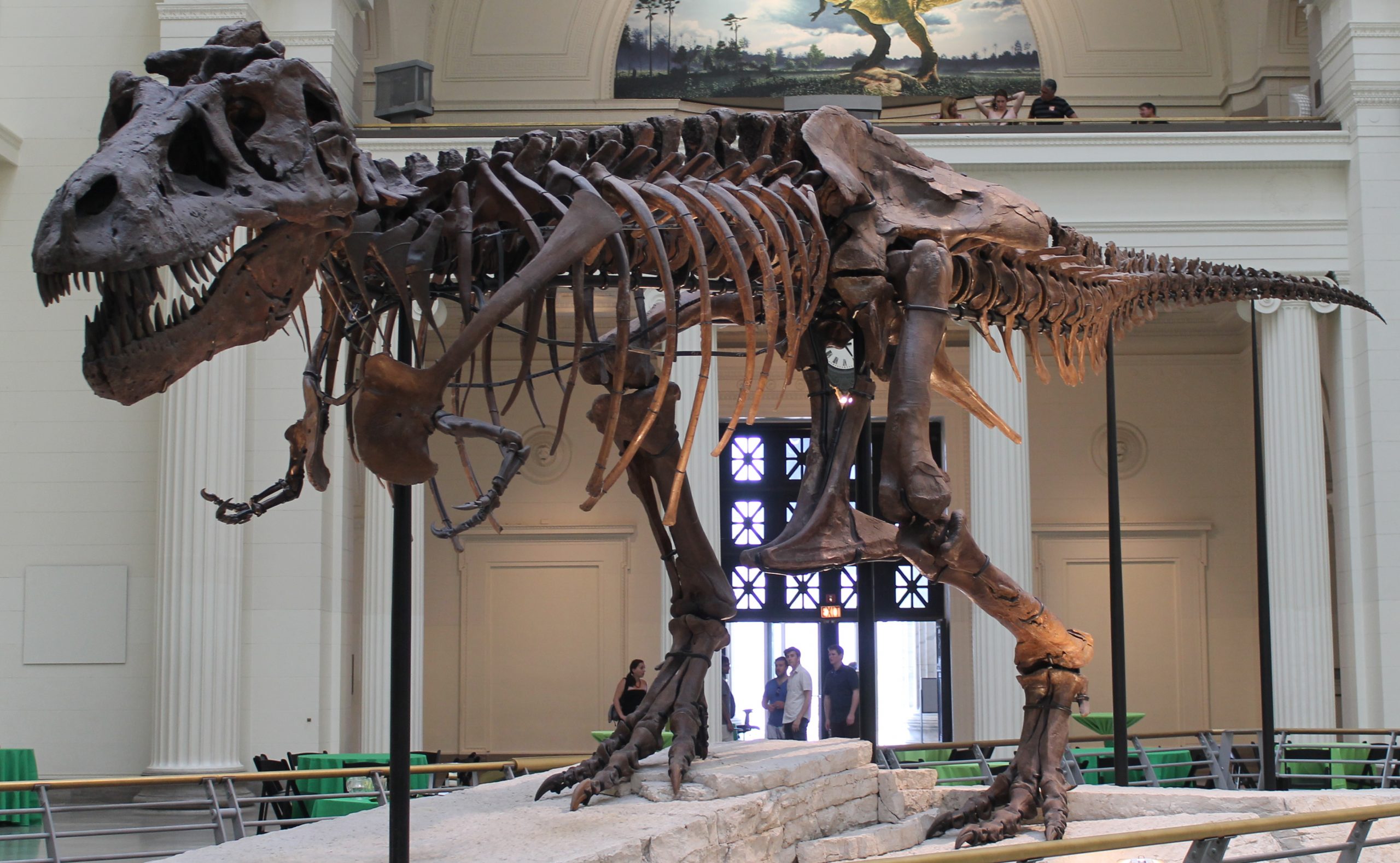 Take a Look at the Skeleton of a Pregnant T-Rex Dinosaur Called