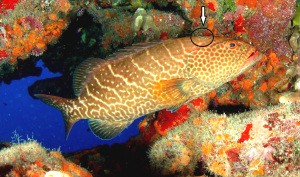 Tiger Grouper-goby