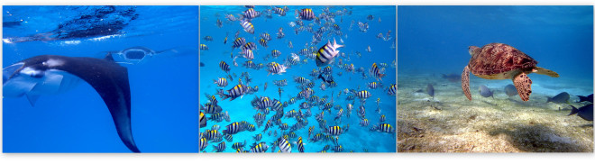 Snorkelling in the Maldives © Cara Daneel & Jordan Parrett