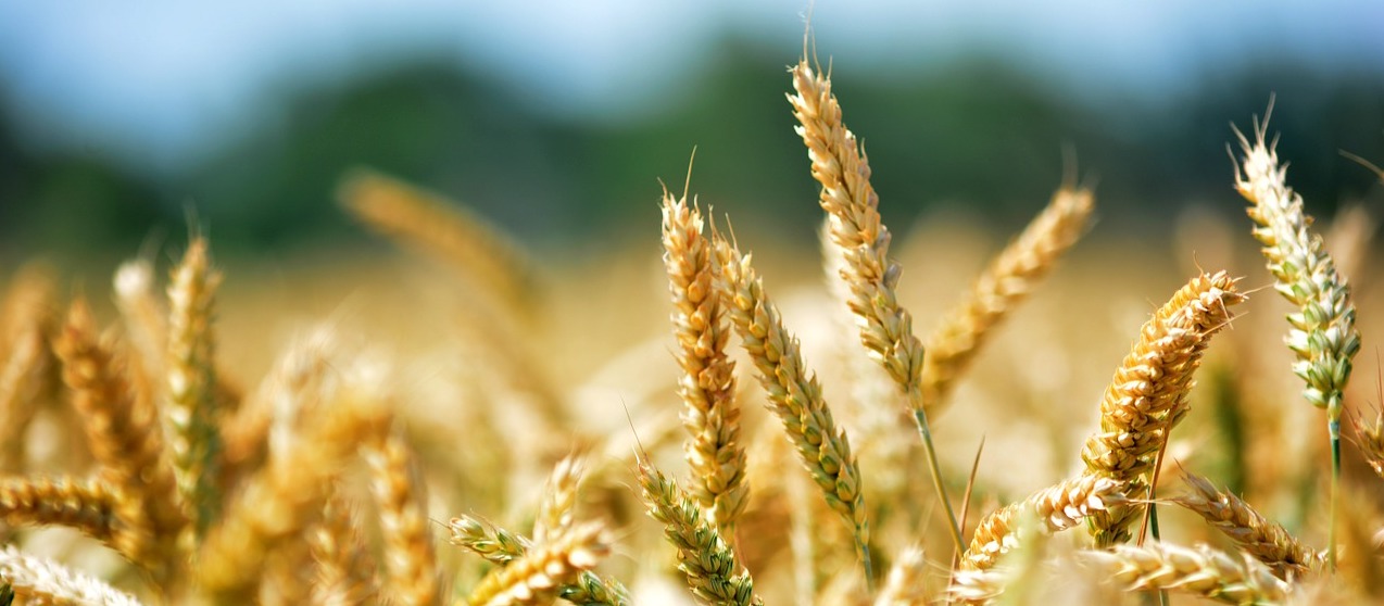wheat-368867_1280 Istvan Asztalos pixabay copy