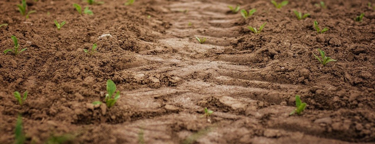 seedlings growing in a field 